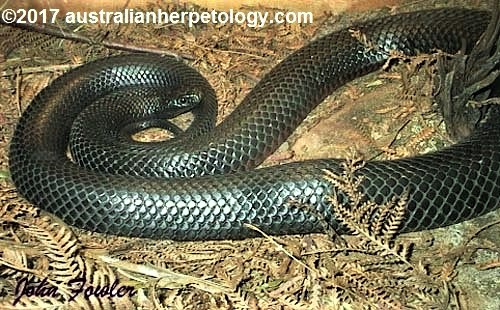 red-bellied black snake (Pseudechis porphyriacus)
